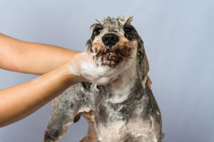 Dog grooming wash