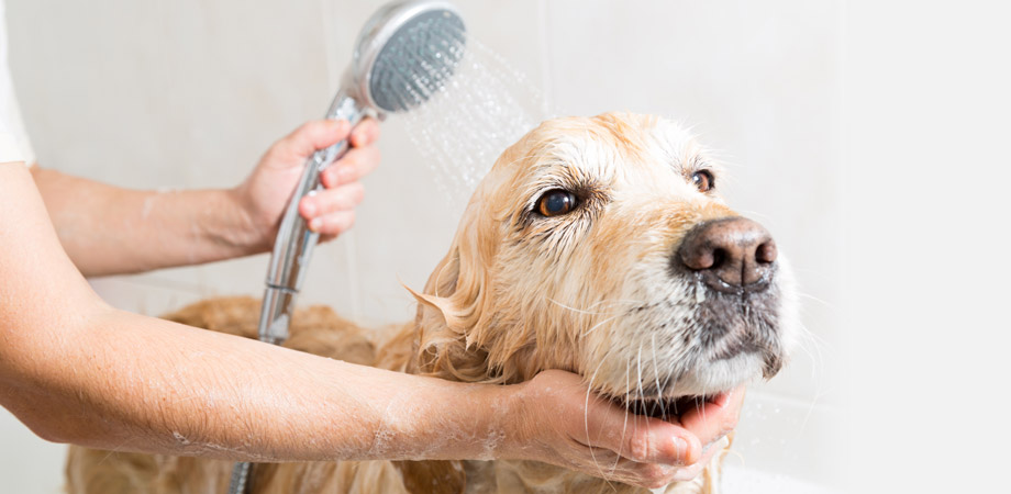 Contact Pooch Perfect Dog Grooming, Bramley Surrey